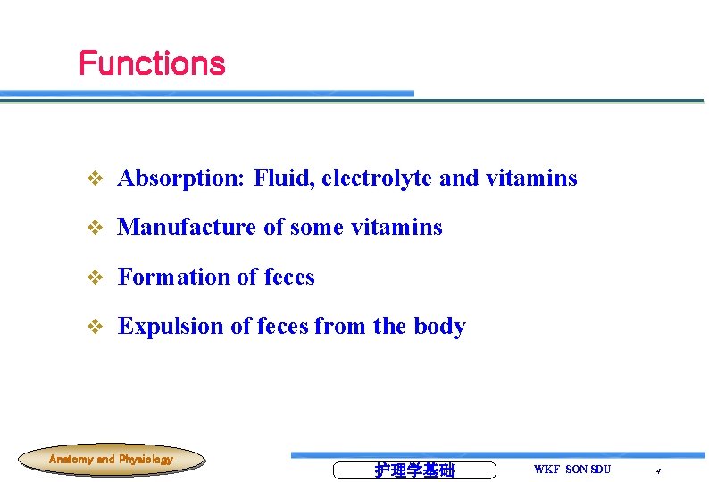 Functions v Absorption: Fluid, electrolyte and vitamins v Manufacture of some vitamins v Formation