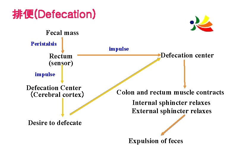 排便(Defecation) Fecal mass Peristalsis Rectum (sensor) impulse Defecation center impulse Defecation Center （Cerebral cortex）