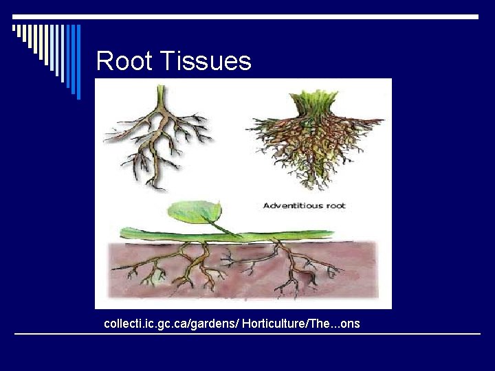 Root Tissues collecti. ic. gc. ca/gardens/ Horticulture/The. . . ons Root Tissues collecti. ic. gc. ca/gardens/ Horticulture/The. . . ons
