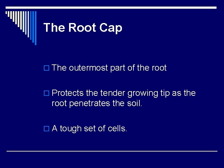 The Root Cap o The outermost part of the root o Protects the tender The Root Cap o The outermost part of the root o Protects the tender