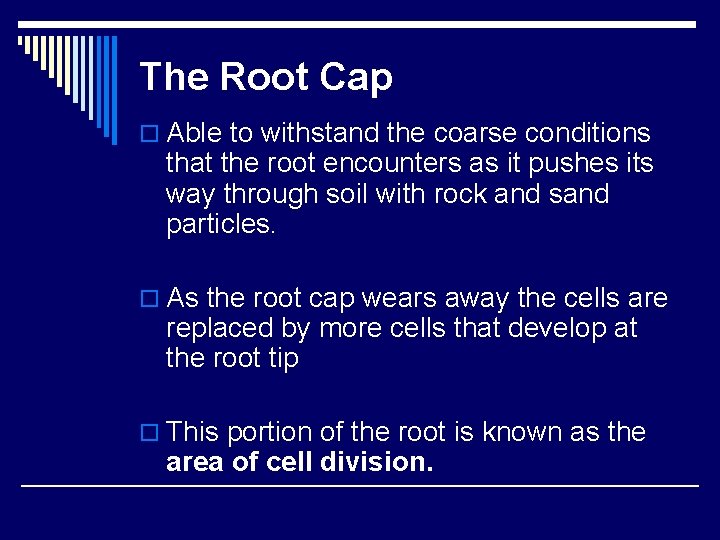 The Root Cap o Able to withstand the coarse conditions that the root encounters The Root Cap o Able to withstand the coarse conditions that the root encounters