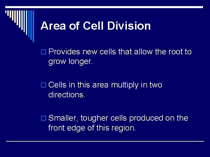 Area of Cell Division o Provides new cells that allow the root to grow Area of Cell Division o Provides new cells that allow the root to grow