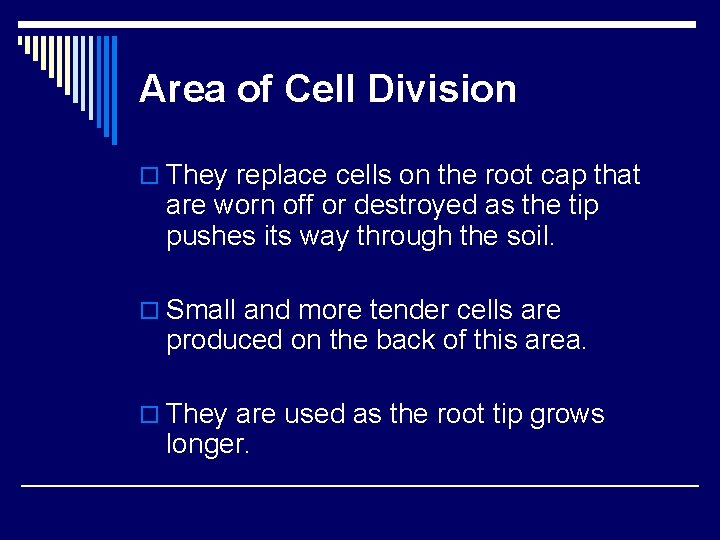 Area of Cell Division o They replace cells on the root cap that are Area of Cell Division o They replace cells on the root cap that are