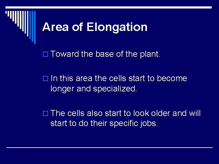 Area of Elongation o Toward the base of the plant. o In this area Area of Elongation o Toward the base of the plant. o In this area