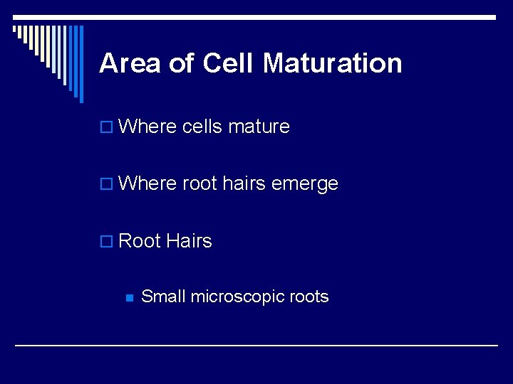 Area of Cell Maturation o Where cells mature o Where root hairs emerge o Area of Cell Maturation o Where cells mature o Where root hairs emerge o