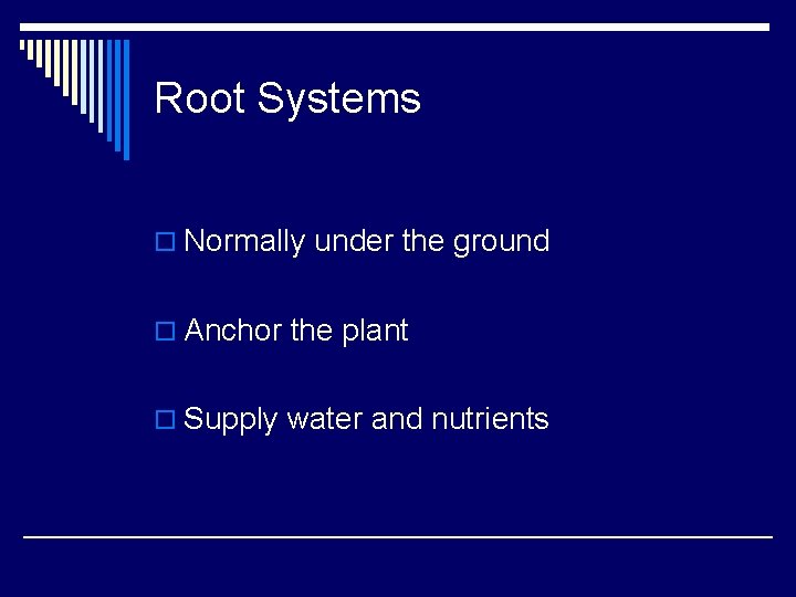 Root Systems o Normally under the ground o Anchor the plant o Supply water Root Systems o Normally under the ground o Anchor the plant o Supply water