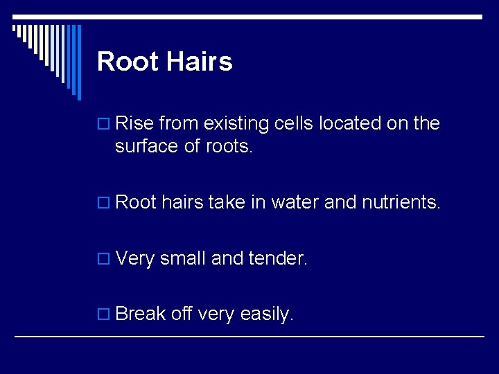 Root Hairs o Rise from existing cells located on the surface of roots. o Root Hairs o Rise from existing cells located on the surface of roots. o