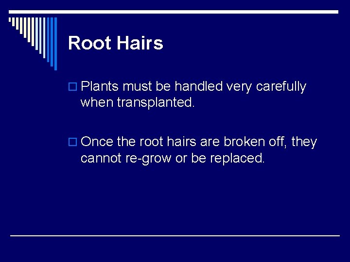 Root Hairs o Plants must be handled very carefully when transplanted. o Once the Root Hairs o Plants must be handled very carefully when transplanted. o Once the