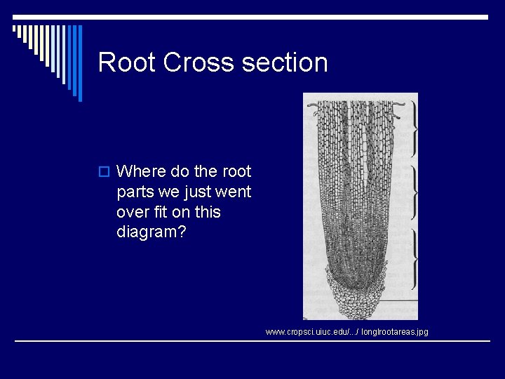 Root Cross section o Where do the root parts we just went over fit Root Cross section o Where do the root parts we just went over fit