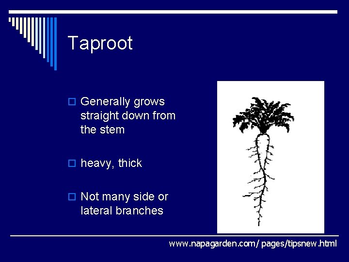 Taproot o Generally grows straight down from the stem o heavy, thick o Not Taproot o Generally grows straight down from the stem o heavy, thick o Not