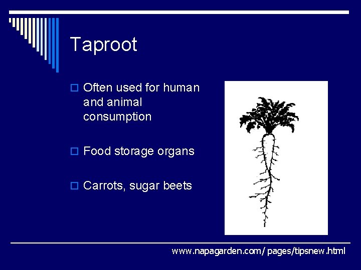 Taproot o Often used for human and animal consumption o Food storage organs o Taproot o Often used for human and animal consumption o Food storage organs o