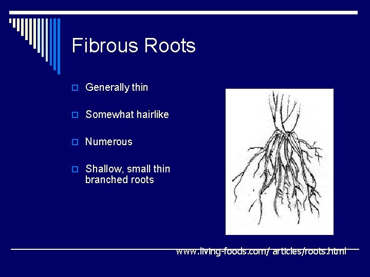 Fibrous Roots o Generally thin o Somewhat hairlike o Numerous o Shallow, small thin Fibrous Roots o Generally thin o Somewhat hairlike o Numerous o Shallow, small thin
