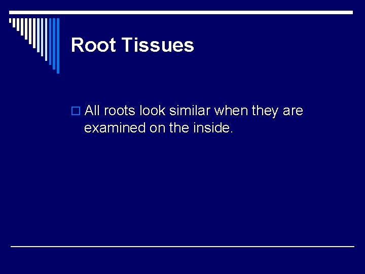 Root Tissues o All roots look similar when they are examined on the inside. Root Tissues o All roots look similar when they are examined on the inside.