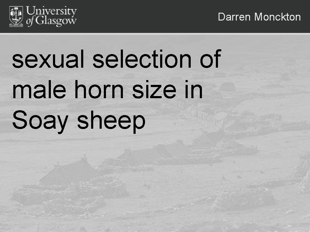 Darren Monckton sexual selection of male horn size in Soay sheep 