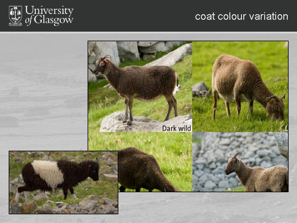 coat colour variation 