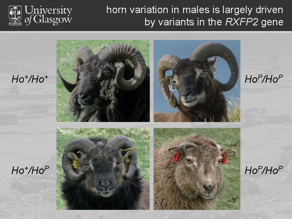 horn variation in males is largely driven by variants in the RXFP 2 gene