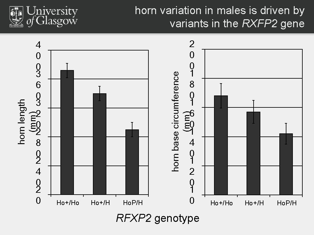 horn variation in males is driven by variants in the RXFP 2 gene 2