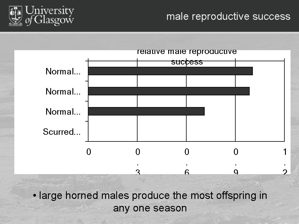 male reproductive success relative male reproductive success Normal. . . Scurred. . . 0