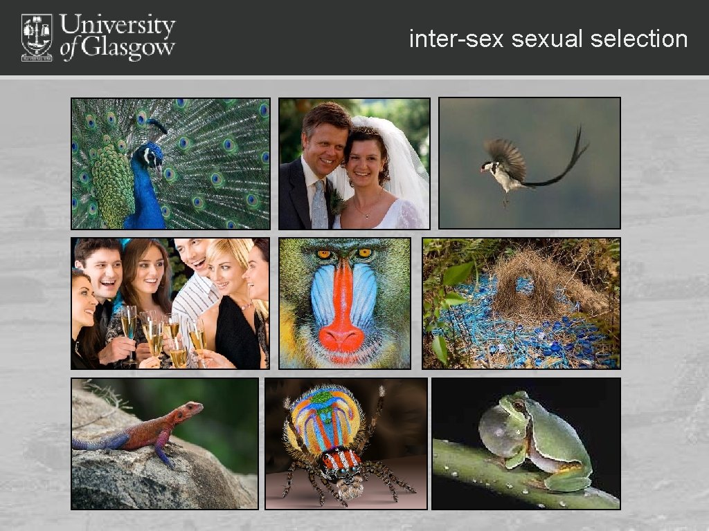 inter-sex sexual selection 