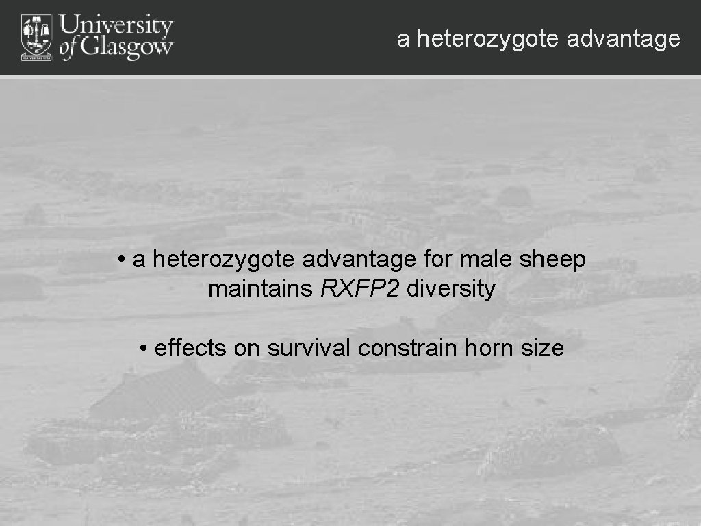 a heterozygote advantage • a heterozygote advantage for male sheep maintains RXFP 2 diversity