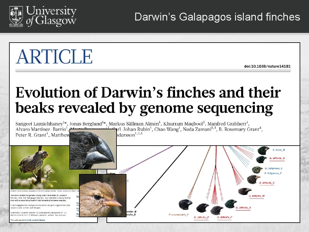 Darwin’s Galapagos island finches 
