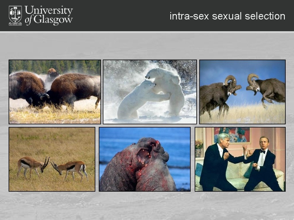 intra-sex sexual selection 