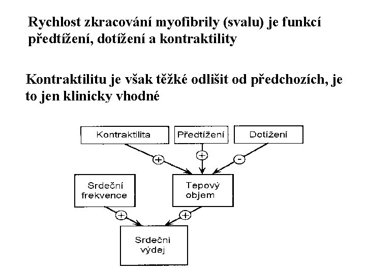 Rychlost zkracování myofibrily (svalu) je funkcí předtížení, dotížení a kontraktility Kontraktilitu je však těžké