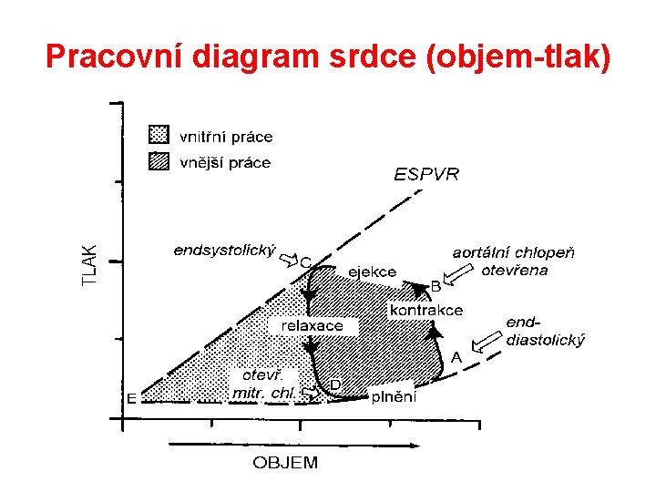 Pracovní diagram srdce (objem-tlak) 