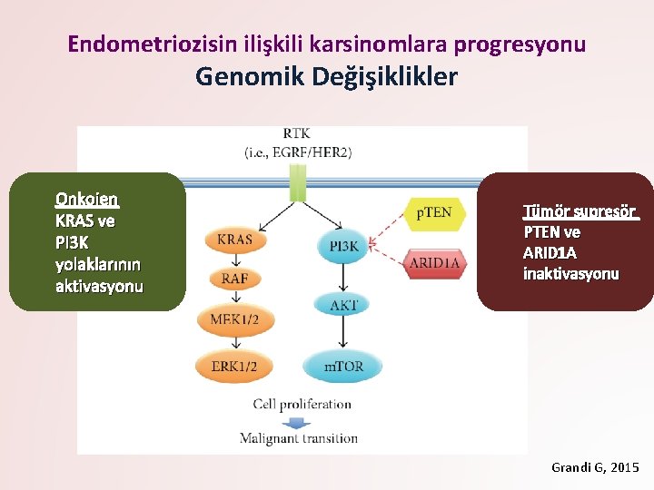 Endometriozisin ilişkili karsinomlara progresyonu Genomik Değişiklikler Onkojen KRAS ve PI 3 K yolaklarının aktivasyonu