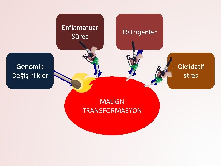 Enflamatuar Süreç Östrojenler Genomik Değişiklikler Oksidatif stres MALİGN TRANSFORMASYON 