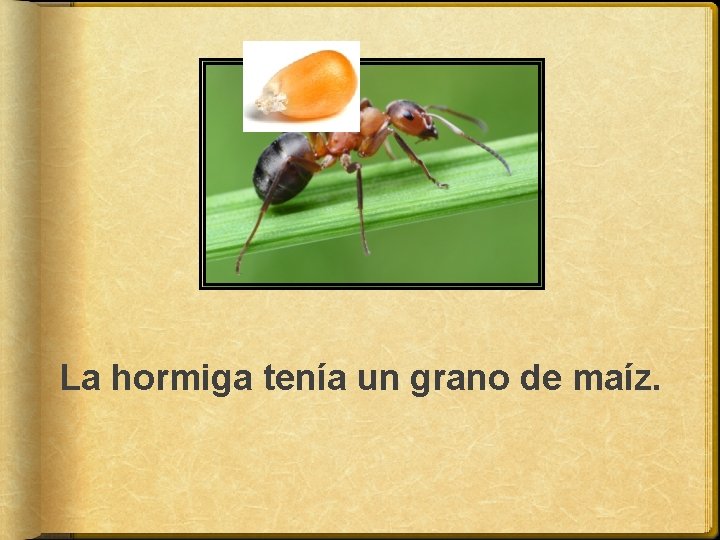 La hormiga tenía un grano de maíz. 