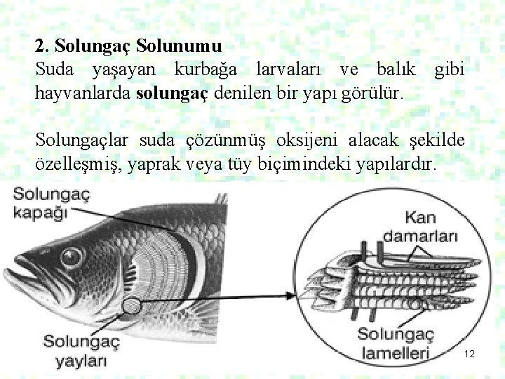 2. Solungaç Solunumu Suda yaşayan kurbağa larvaları ve balık gibi hayvanlarda solungaç denilen bir