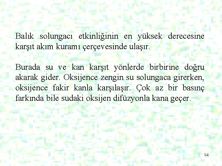 Balık solungacı etkinliğinin en yüksek derecesine karşıt akım kuramı çerçevesinde ulaşır. Burada su ve