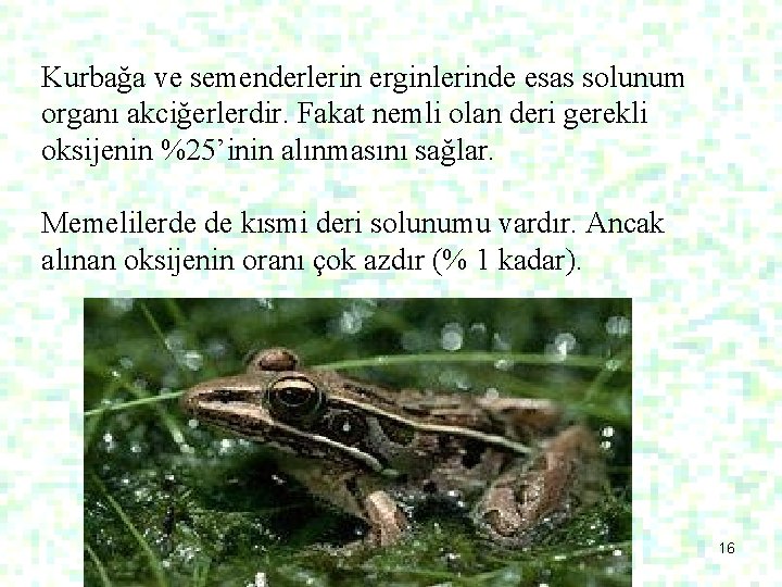 Kurbağa ve semenderlerin erginlerinde esas solunum organı akciğerlerdir. Fakat nemli olan deri gerekli oksijenin