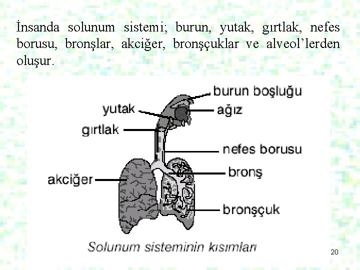 İnsanda solunum sistemi; burun, yutak, gırtlak, nefes borusu, bronşlar, akciğer, bronşçuklar ve alveol’lerden oluşur.
