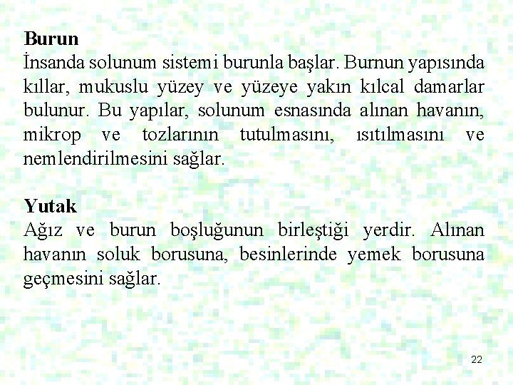 Burun İnsanda solunum sistemi burunla başlar. Burnun yapısında kıllar, mukuslu yüzey ve yüzeye yakın