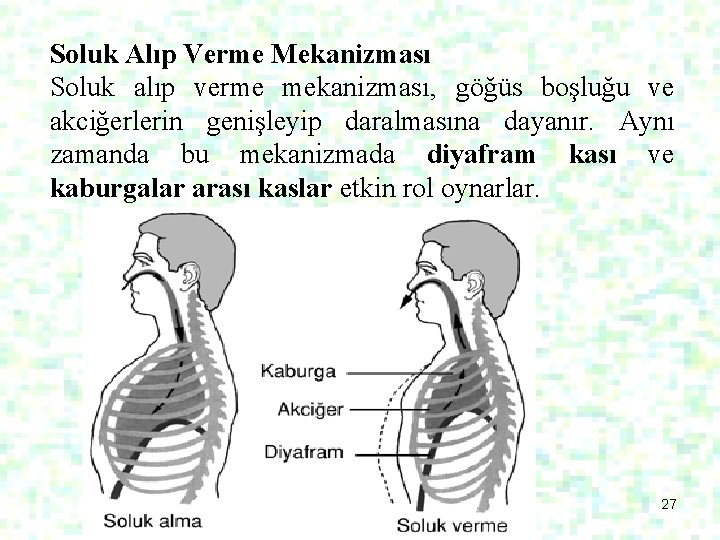 Soluk Alıp Verme Mekanizması Soluk alıp verme mekanizması, göğüs boşluğu ve akciğerlerin genişleyip daralmasına