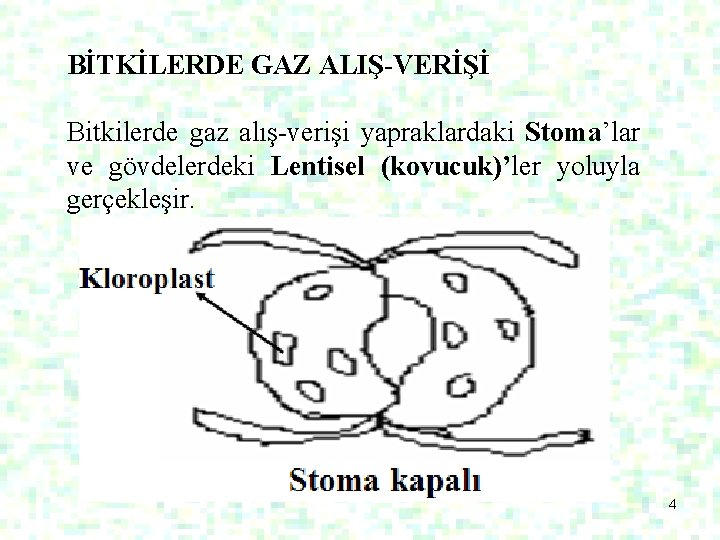 BİTKİLERDE GAZ ALIŞ-VERİŞİ Bitkilerde gaz alış-verişi yapraklardaki Stoma’lar ve gövdelerdeki Lentisel (kovucuk)’ler yoluyla gerçekleşir.