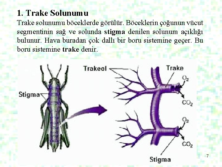1. Trake Solunumu Trake solunumu böceklerde görülür. Böceklerin çoğunun vücut segmentinin sağ ve solunda
