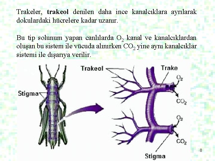 Trakeler, trakeol denilen daha ince kanalcıklara ayrılarak dokulardaki hücrelere kadar uzanır. Bu tip solunum