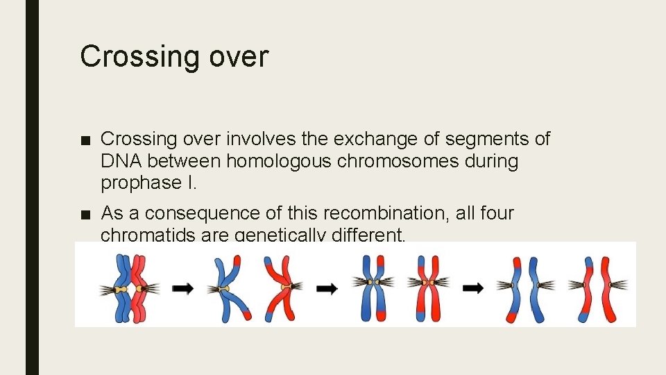 Crossing over ■ Crossing over involves the exchange of segments of DNA between homologous