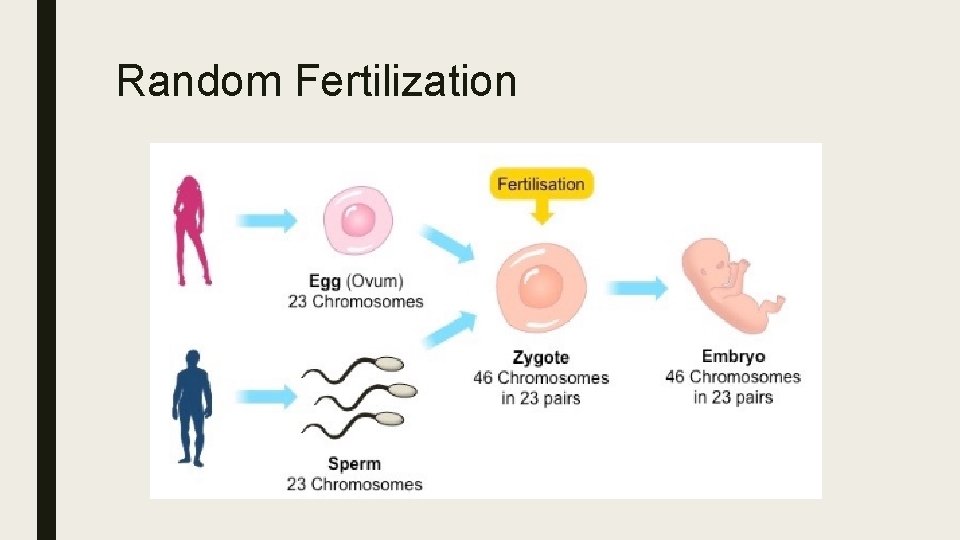 Random Fertilization 