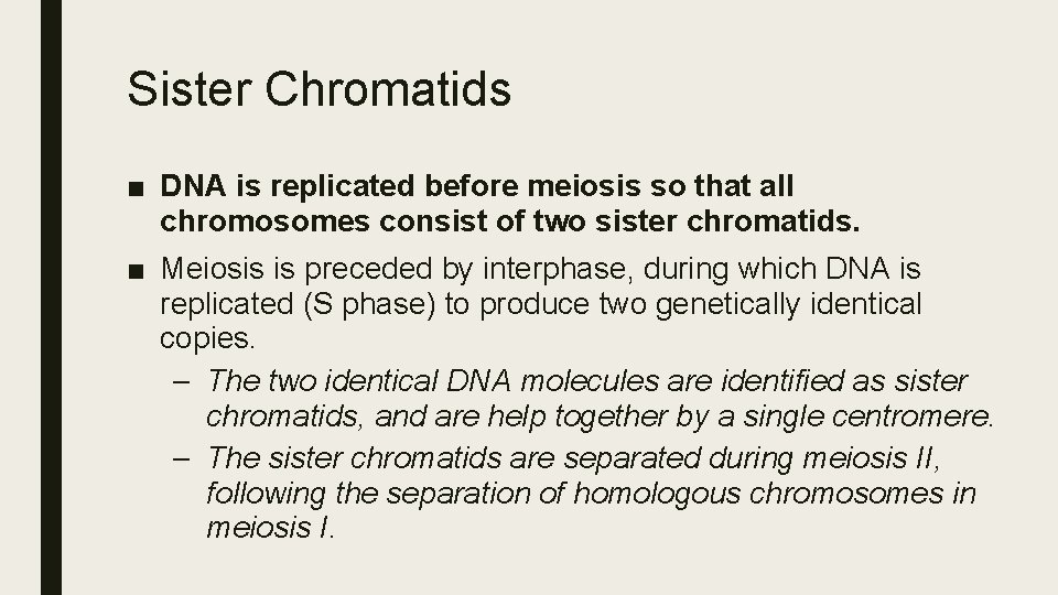 Sister Chromatids ■ DNA is replicated before meiosis so that all chromosomes consist of