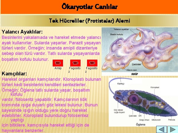 Ökaryotlar Canlılar Tek Hücreliler (Protistalar) Alemi Yalancı Ayaklılar: Besinlerini yakalamada ve hareket etmede yalancı