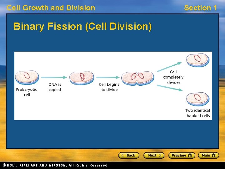 Cell Growth and Division Binary Fission (Cell Division) Section 1 