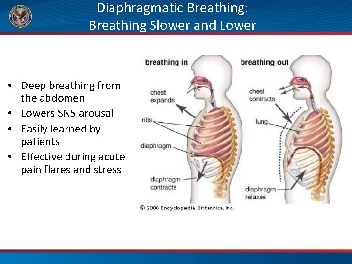 Diaphragmatic Breathing: Breathing Slower and Lower • Deep breathing from the abdomen • Lowers