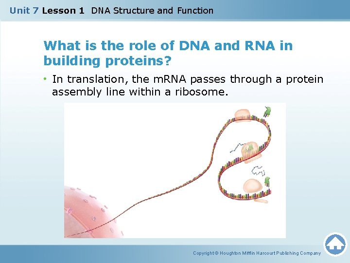 Unit 7 Lesson 1 DNA Structure and Function What is the role of DNA