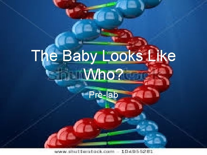 The Baby Looks Like Who? Pre-lab 