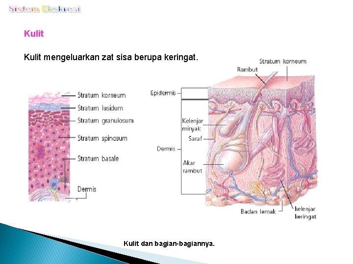 Kulit mengeluarkan zat sisa berupa