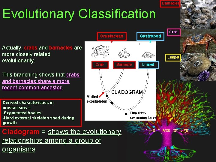 Barnacles Evolutionary Classification Crustacean s Actually, crabs and barnacles are more closely related evolutionarily.